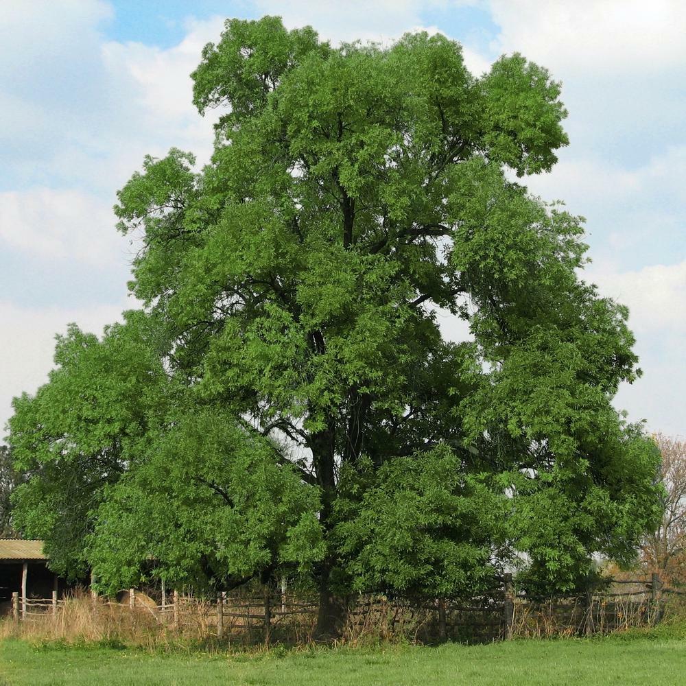 BLACK WALNUT ‘Juglans nigra’ TREE LIVE PLANT 16+ INCHES
