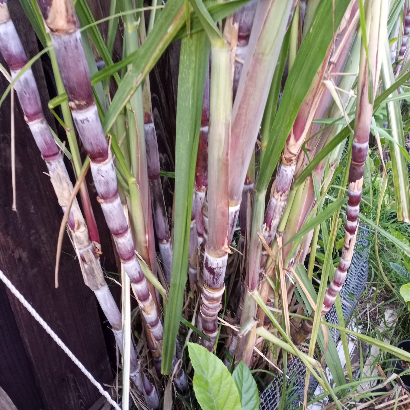 4 FRESH CUT PURPLE SUGARCANE California Grown NON GMO FREE SHIPPING