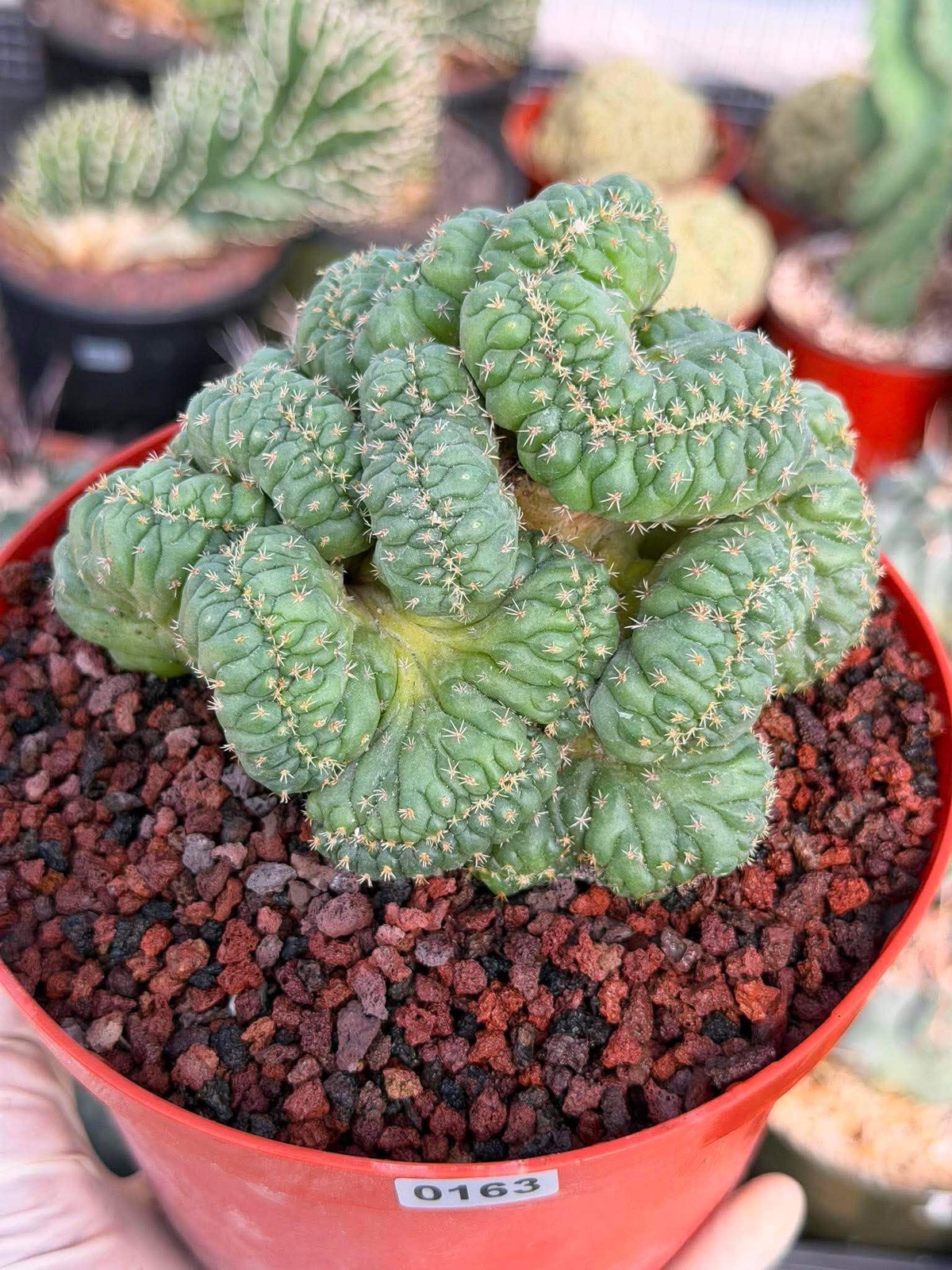 Coryphantha elephantidens ‘Tanshi’ Cristata
