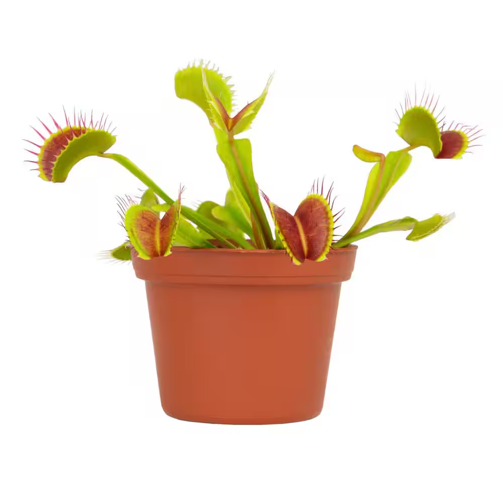 Live Venus Flytrap Carnivorous Plant, Pet Friendly Houseplant, 3 In. Grower Pot,