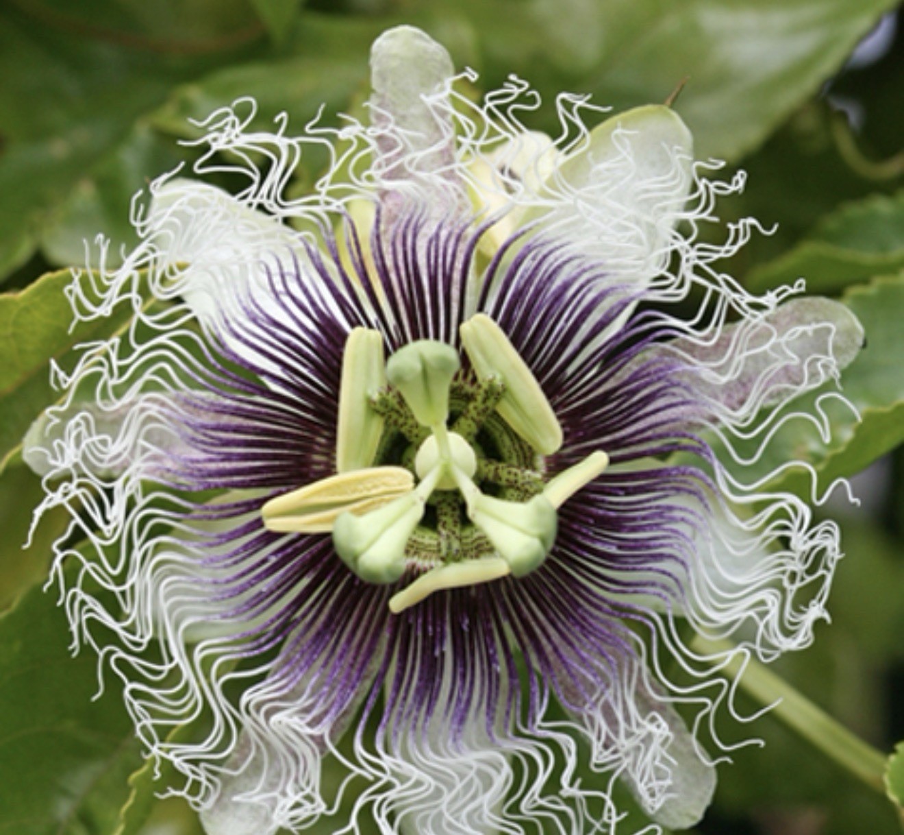 Frederick Passion Fruit~Live Starter Plant ~Passiflora edulis~ Self Fertile