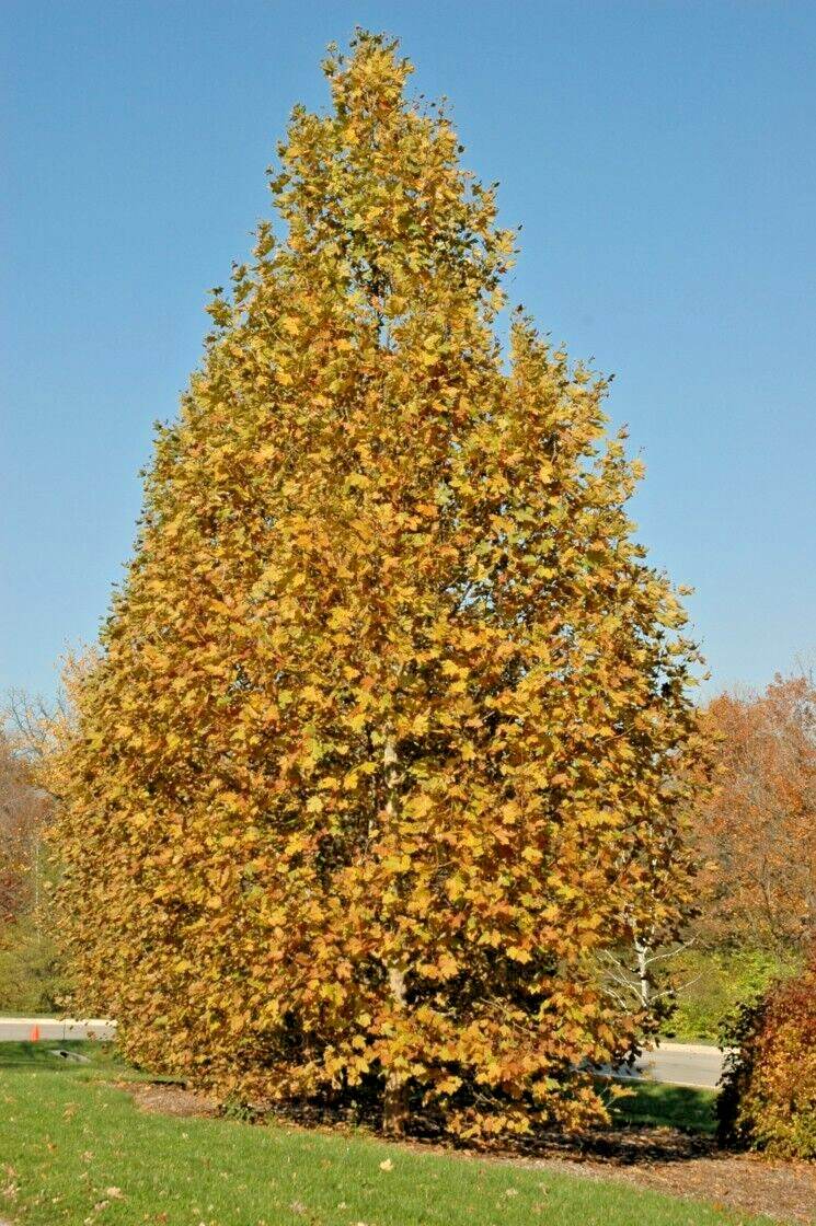 30 MORTON CIRCLE LONDON PLANETREE SEEEDS – Platanus × acerifolia