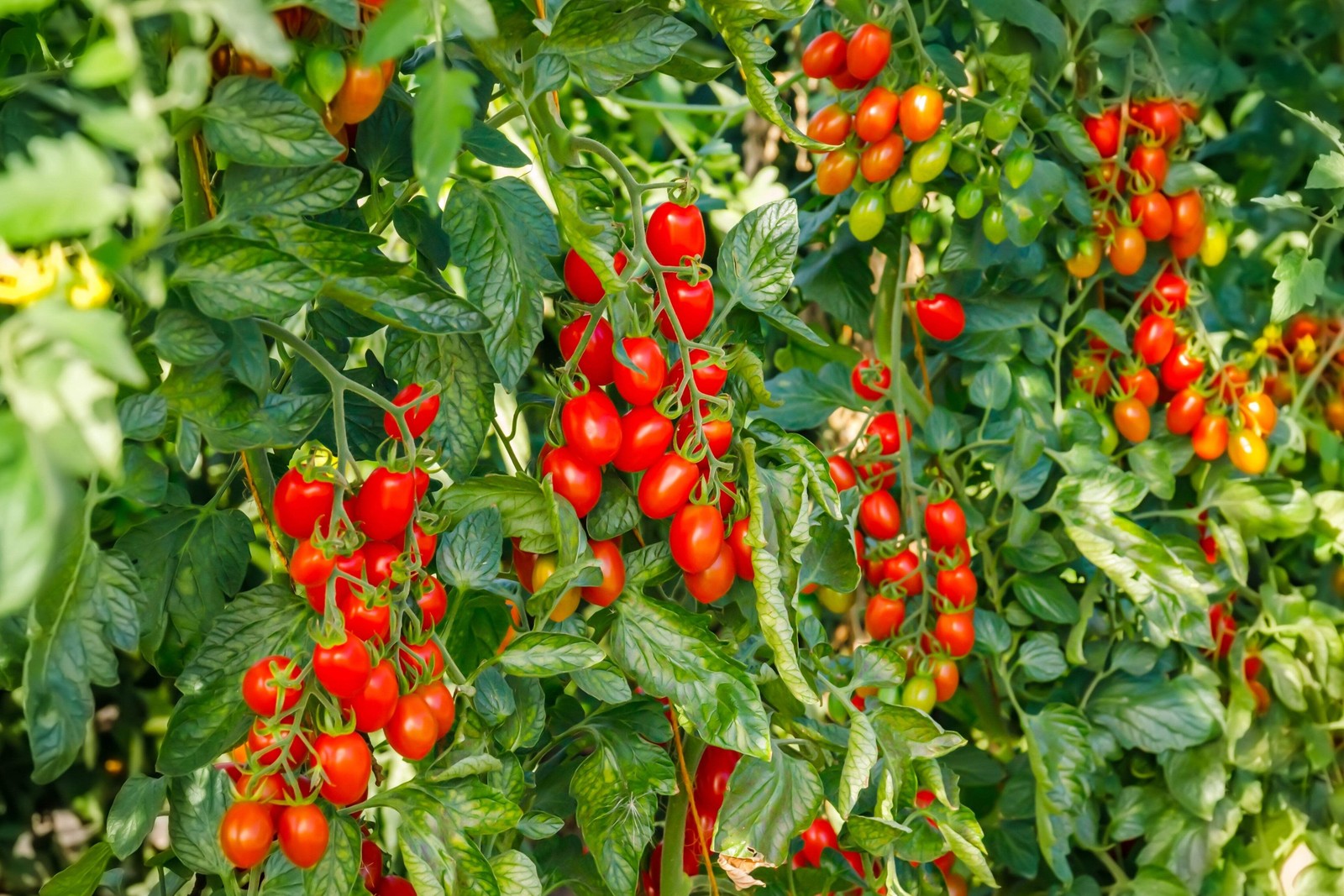 500 ITALIAN ROMA TOMATO Lycopersicon Lycopersicum Fruit Vegetable Seeds