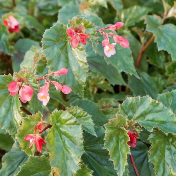 Angel Wing Begonia Richmondensis Pink Rooted Starter Plant BUY 2 GET 1 FREE