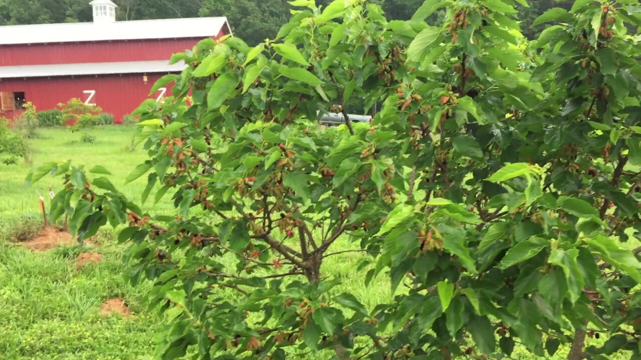 Illinois Everbearing Mulberry (Moris sp.)TC Plant Plug -4-8 in- Edible Fruit!!!