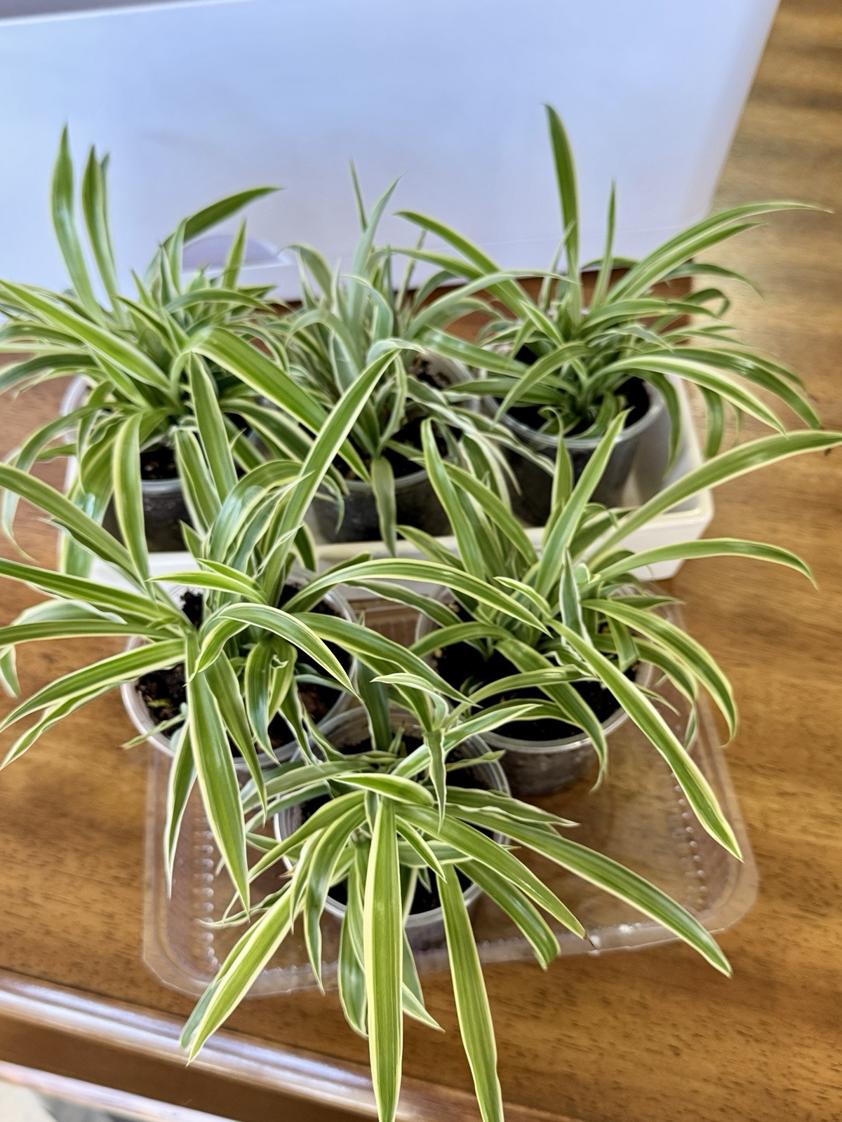 Spider Babies Live Plant Rooted 5-8 Plants Easy Care Air Purification