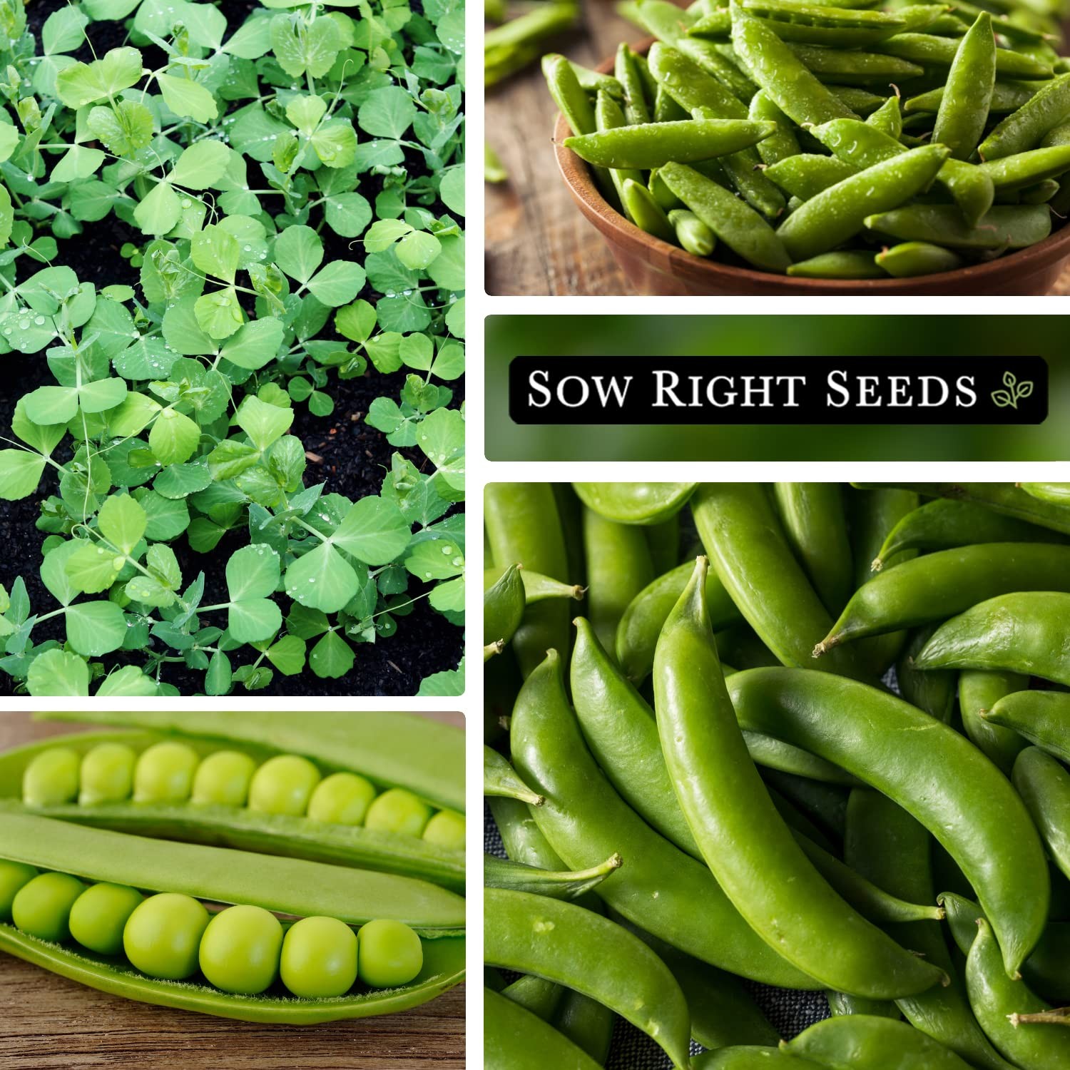 Sow Right Seeds – Sugar Snap Pea for Planting 1 Standard Packet, green