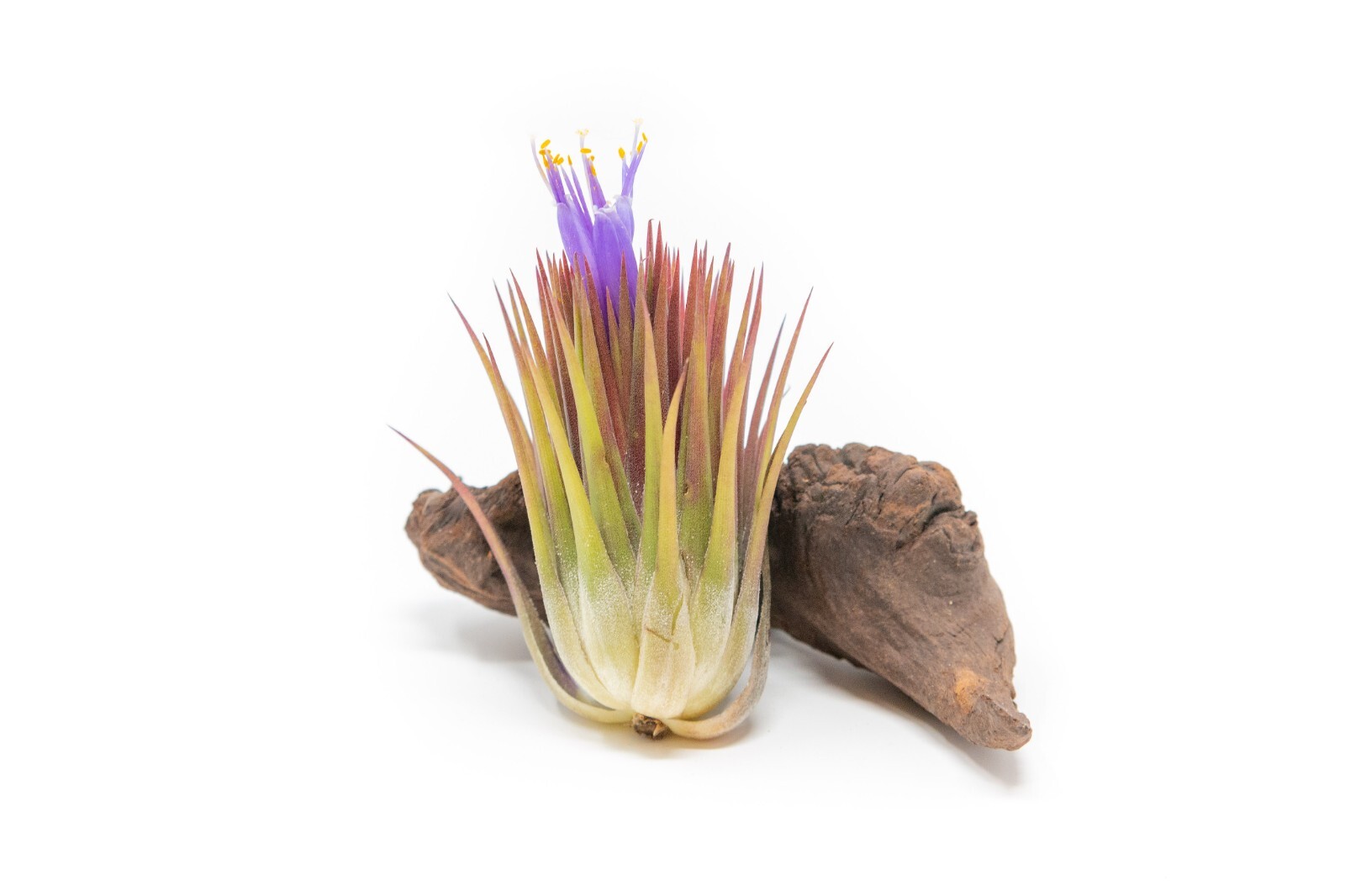 Jumbo Ionantha Guatemala ‘Macho’ Air Plants- Wholesale, Easy Care Indoor/Outdoor