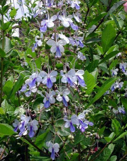 BLUE BUTTERFLY BUSH AKA BLUE WINGS Rooted Starter Plant Clerodendrum Ugandense