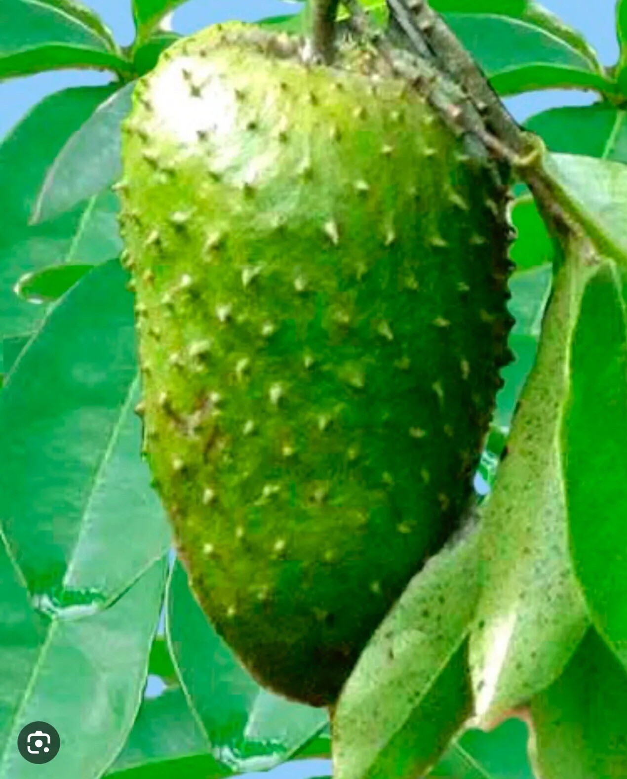 Annona Muricata Graviola Soursop Guanabana Potted StarterPLANTTropical “7-9”
