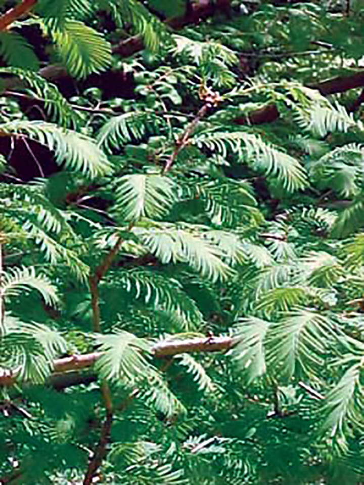 Bald Cypress, Taxodium distichum, Tree Seeds (Fast, Fall Colors, Hardy)