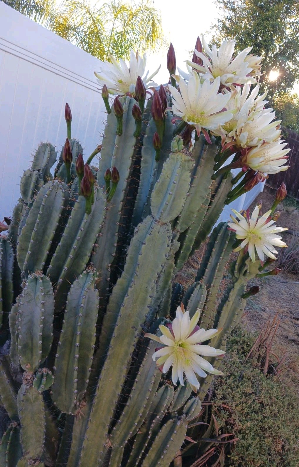 Cereus Peruvianus cutting (2 )Peruvian apple cactus cuttings 6-8 inches Tall.