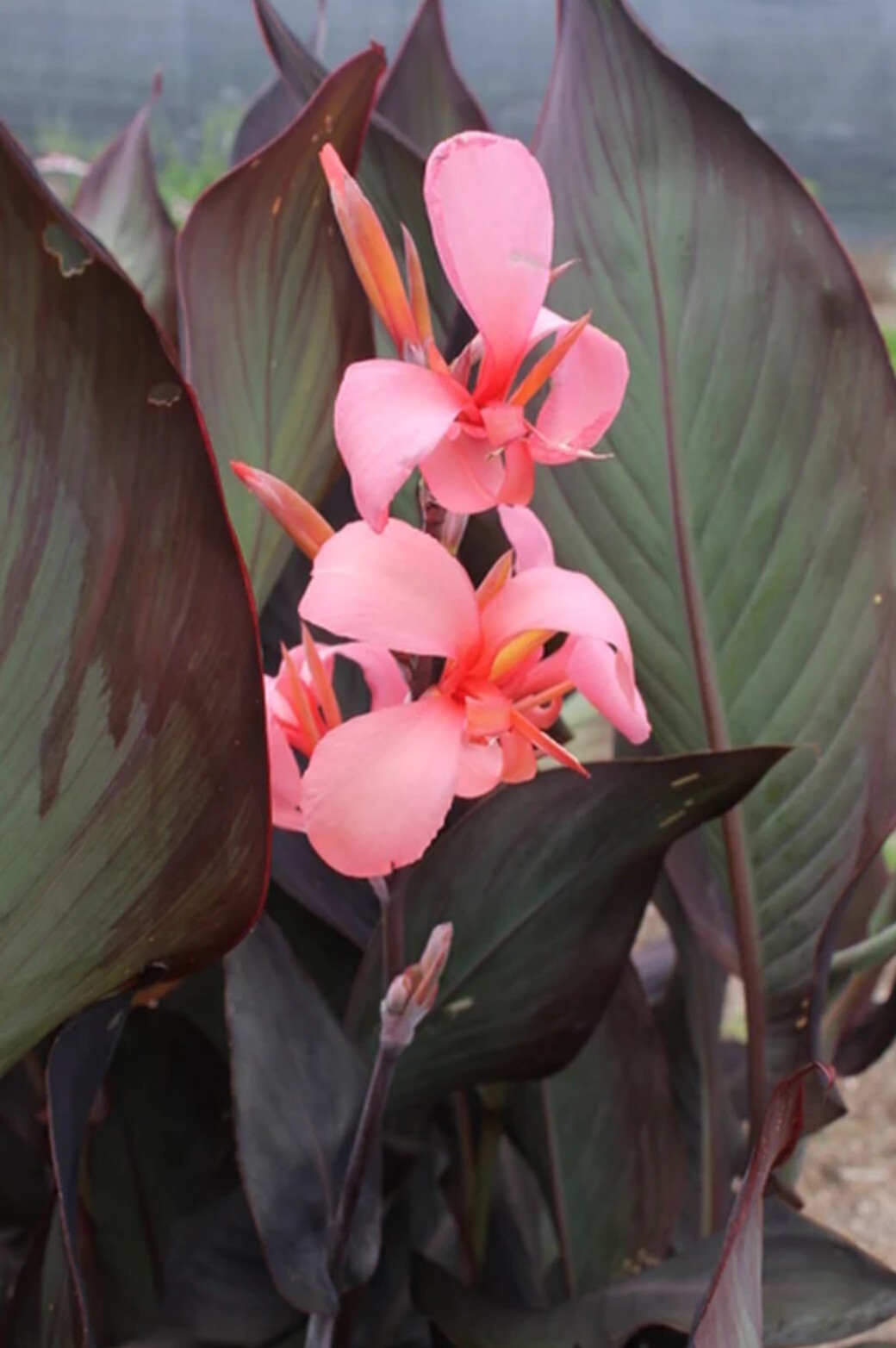 3 MIXED TALL CANNA LILY Mix Colors Attract Hummingbird Butterflies