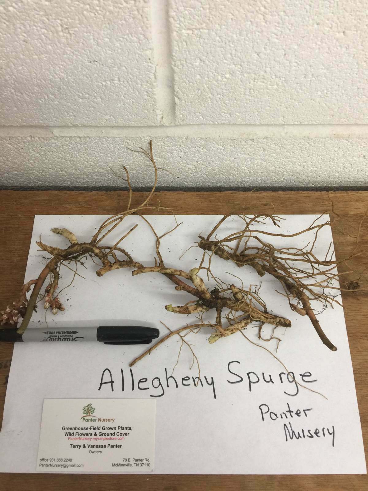 5 Allegheny Spurge Herb Roots, Mountain Spurge, Buxaceae, Pachysandra procumbens