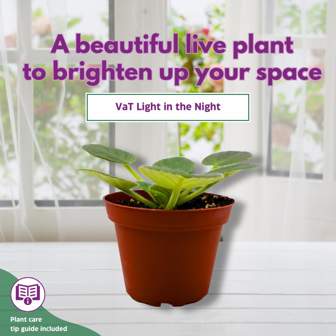 Harmony Foliage African Violet VaT Light in The Night 4 inch Blue Flower White E