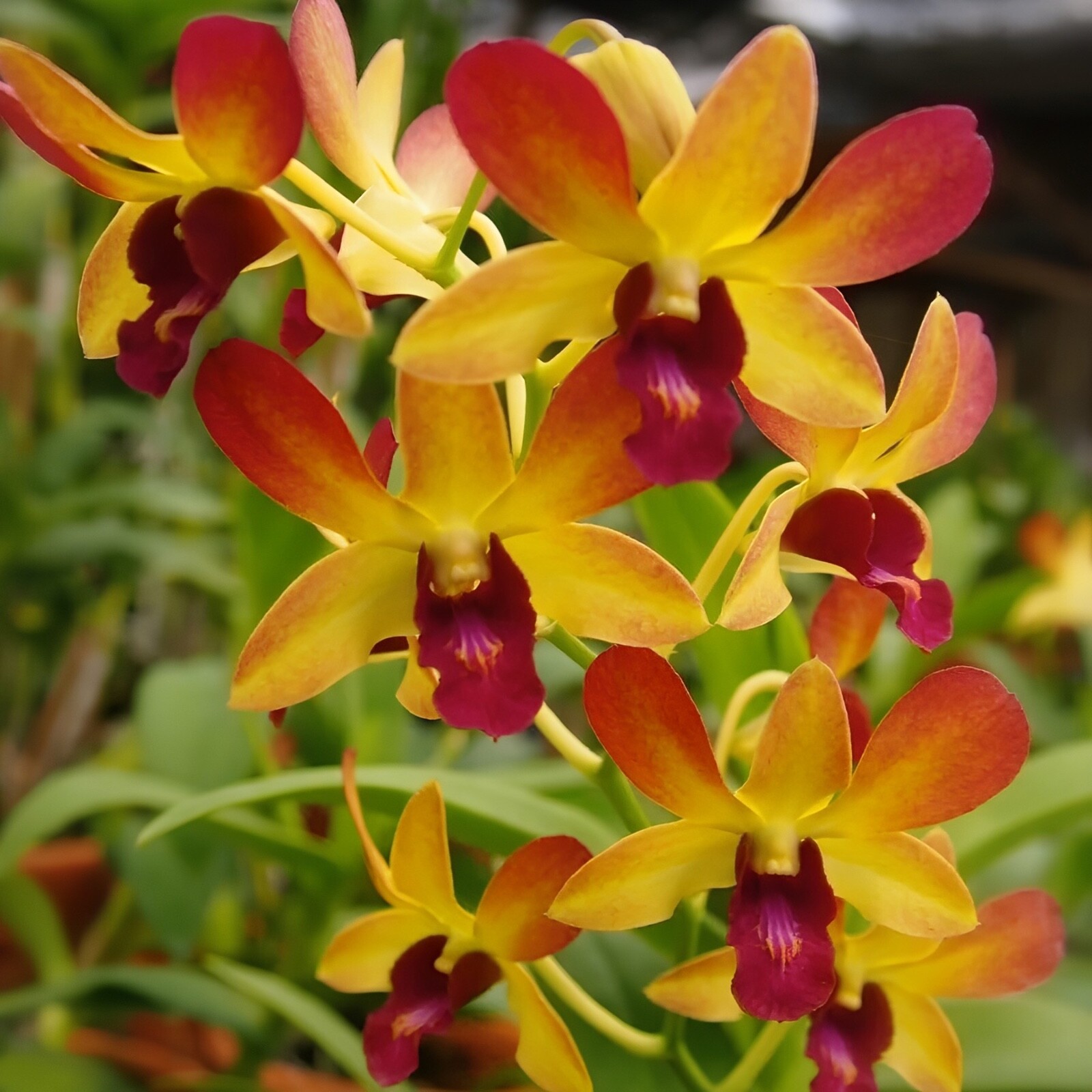 Dendrobium Gift by God Comes in 4″ Pot