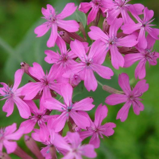 CATCHFLY NONE-SO-PRETTY PURPLE FLOWER ROCK GARDENS Butterflies NonGMO 2000 Seeds