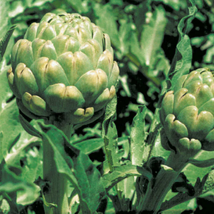 ARTICHOKE SEEDS * GREEN GLOBE VARIETY * OVERWINTERS IN MILD CLIMATES * 20 COUNT