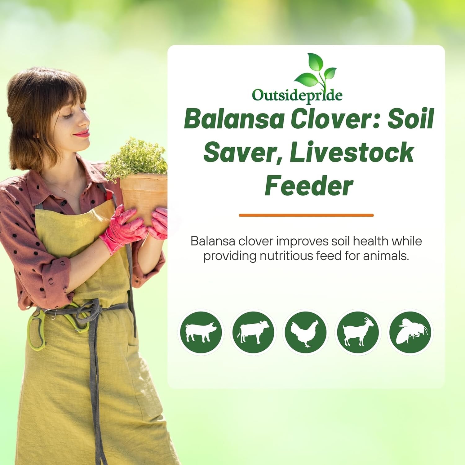 10 LBS – Inoculated FIXatioN Balansa Clover: Bio-Massive Drought Tolerant