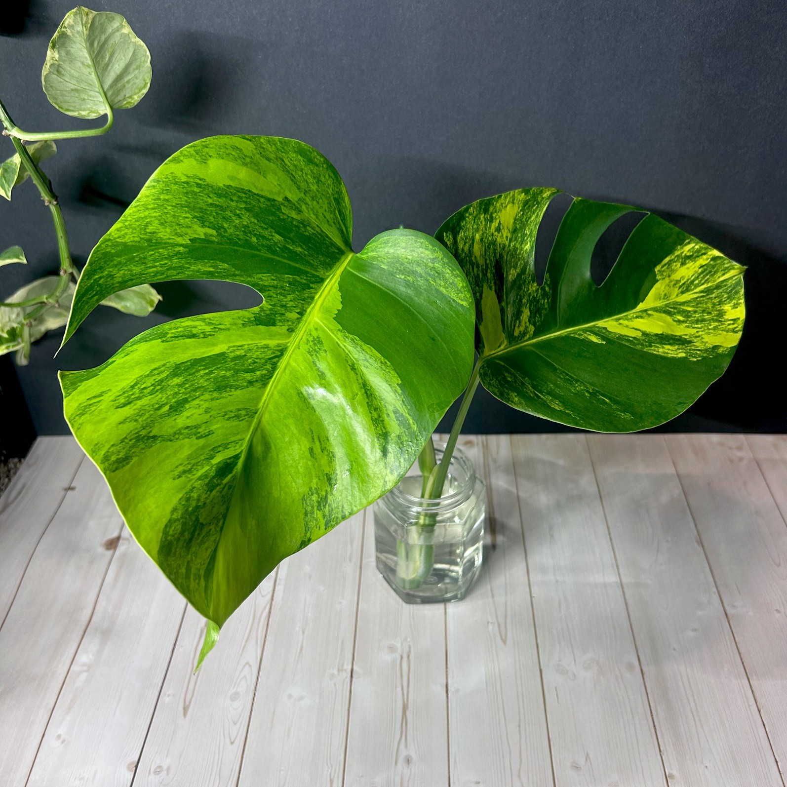 Monstera Deliciosa Aurea Variegated Large Form Rooted Top Cutting