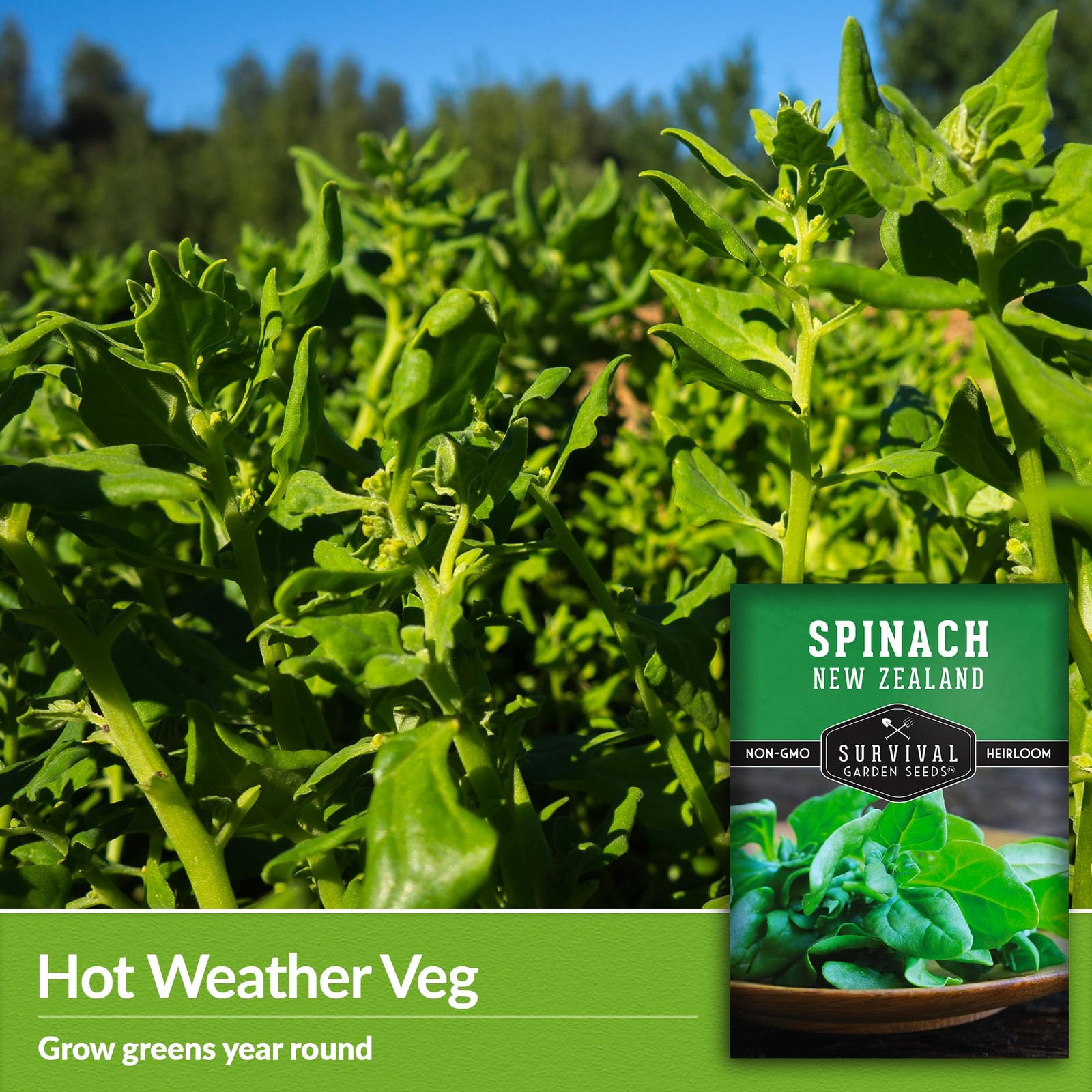New Zealand Spinach Seeds for Planting | Heat Tolerant Summer Green