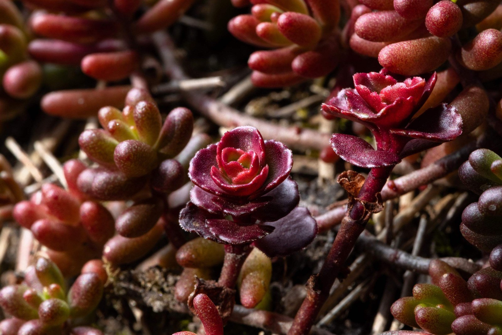 50 Red DRAGONS BLOOD SEDUM Stonecrop Sedum Spurium Flower Seeds