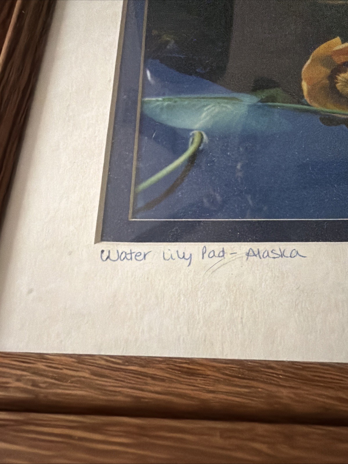 Yellow Water Lily Pad – Alaska GP 94