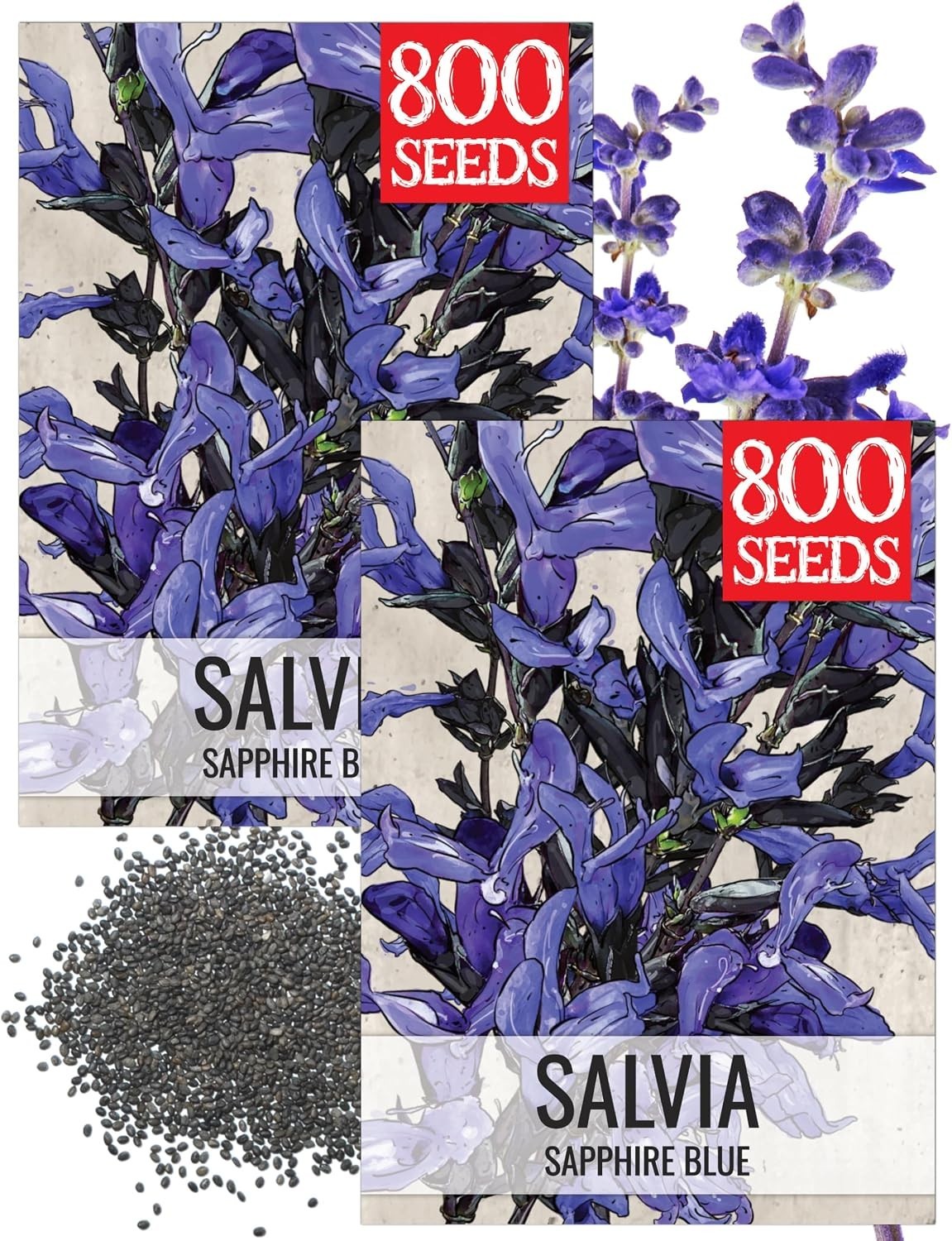 Sapphire Salvia Seeds – 2 Packs of Heirloom Blue Flowers to Attract Pollinators