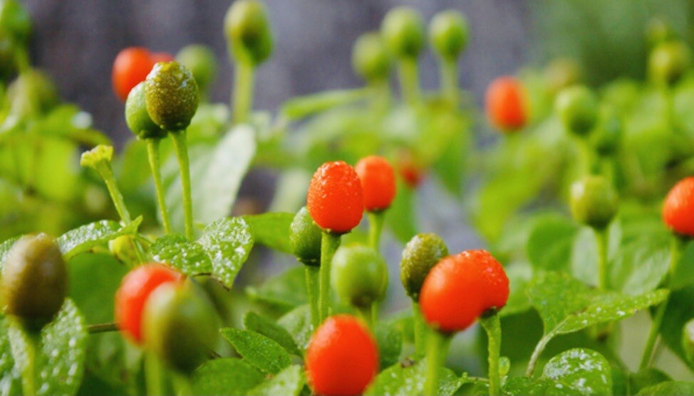 CHILE PEQUIN BIRD EYE HOT PEPPER SEEDS FREE SHIPPING