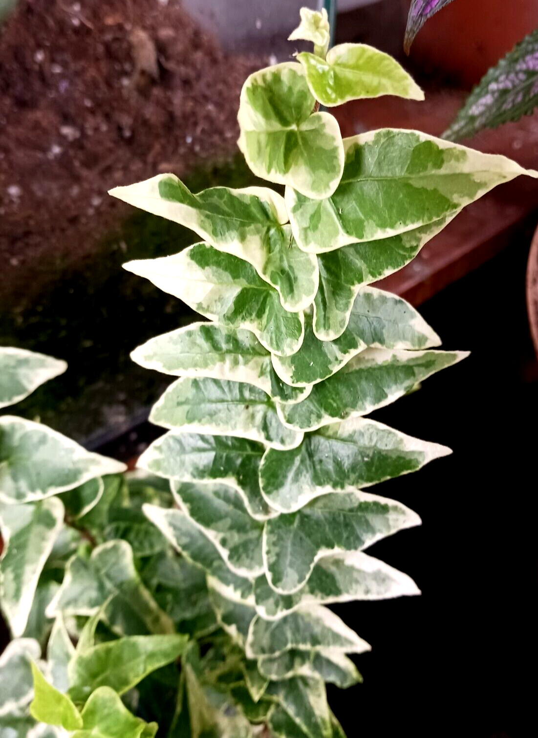 2 x English Ivy Plant Variegated Ivy Glacier Houseplant Live Plant