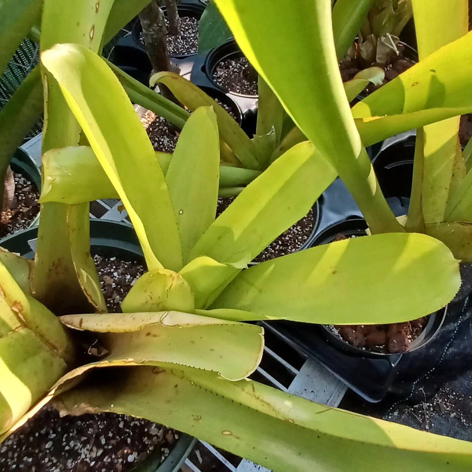 🌞BUY 4 SAVE 15% BROMELIAD Aechmea LEMON Best Blanchetiana Full Sun! Pup!🌞