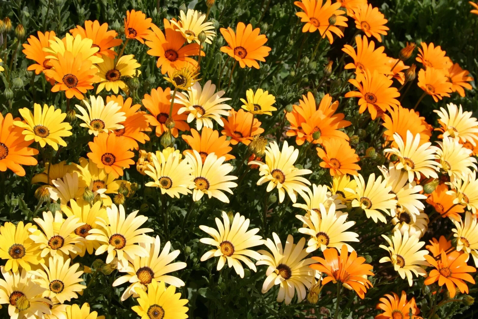 African Mix Daisy Flower Seeds 50pcs/pack Cape Marigold Yellow Orange Sunflower