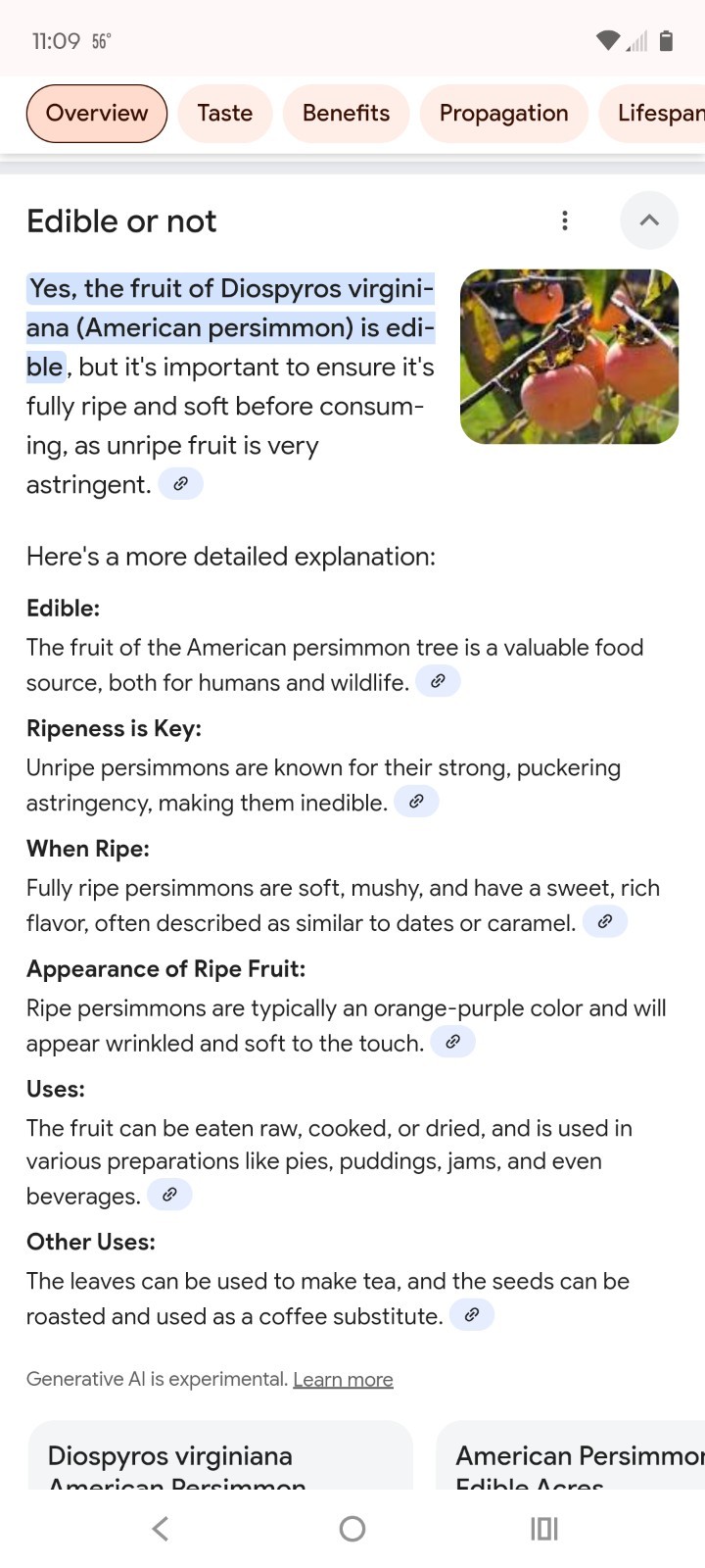 American Persimmon Tree Seeds Organic No Pesticides 30 Seeds Prestratified