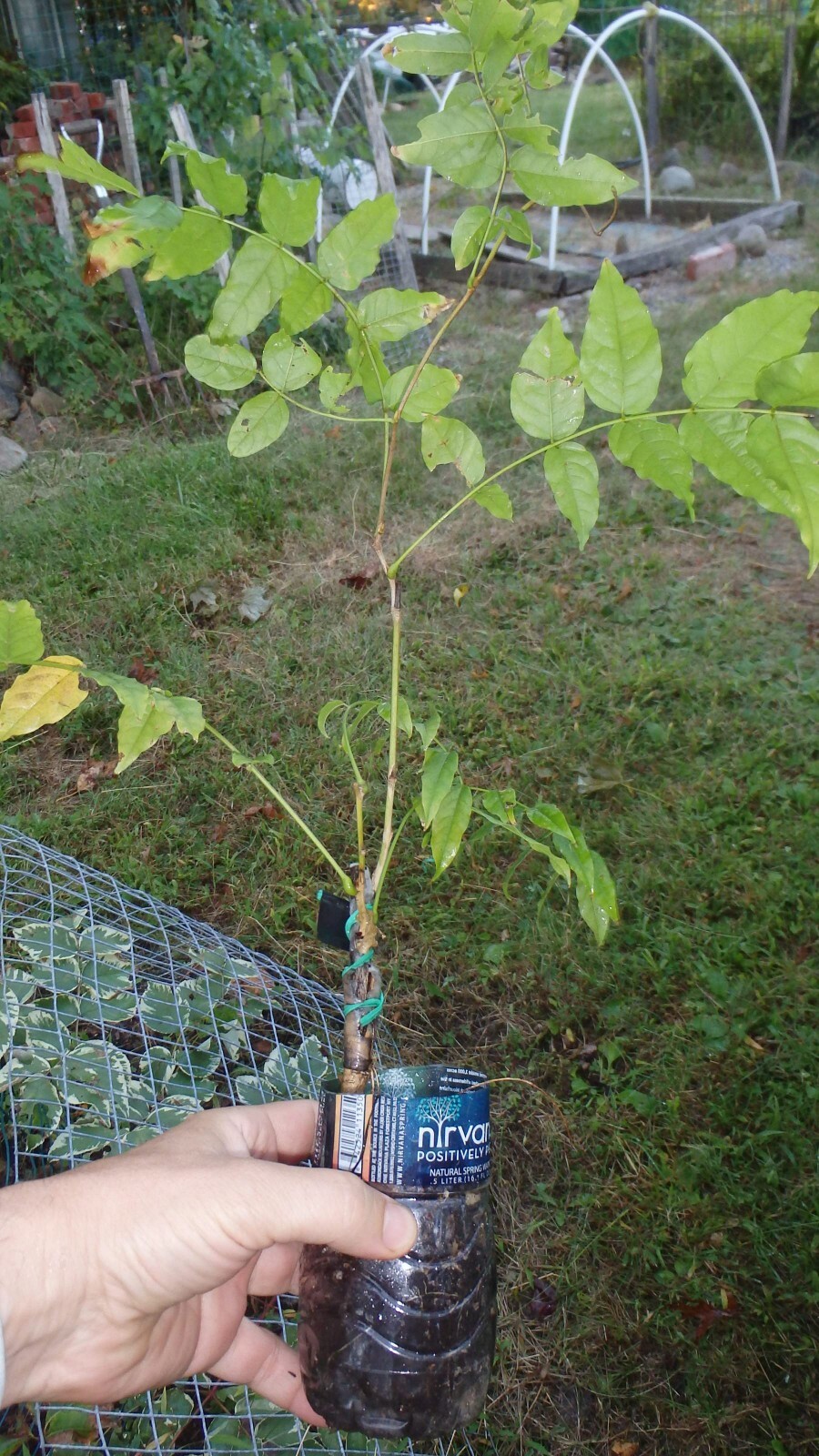 Wisteria frutescens ‘Amethyst Falls’, grafted 1 year old plant
