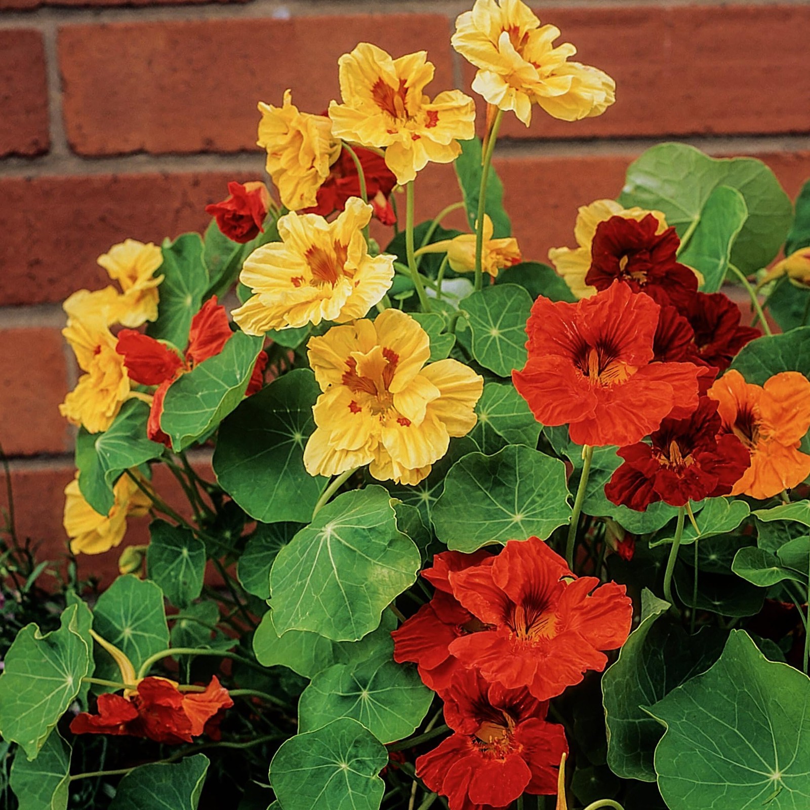 Nasturtium Seeds Jewel Mix – 350+ Multicolored Edible Flower Seeds, 1.5 Ounce