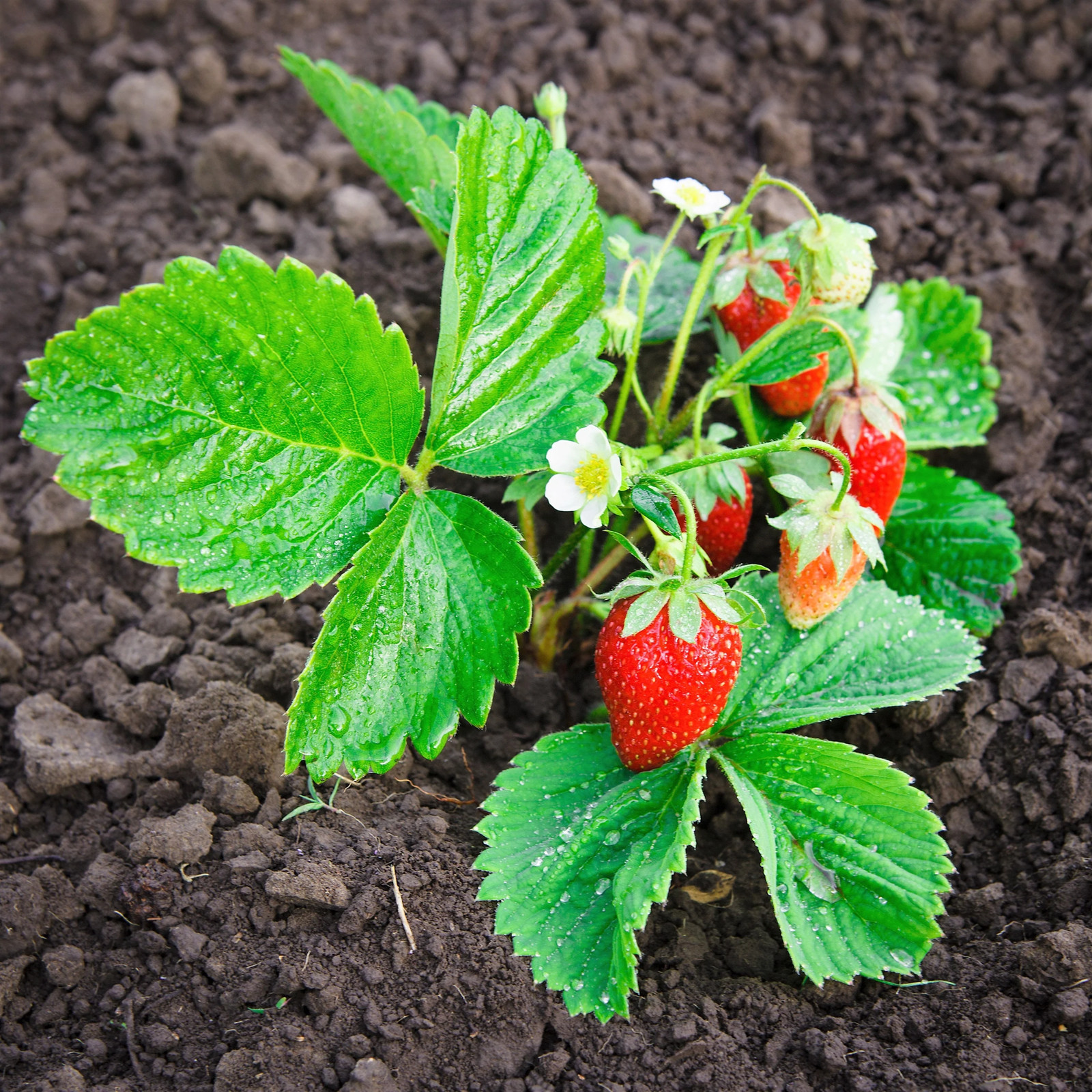60 RUEGEN STRAWBERRY Everbearing Alpine Fragaria Vesca Red Berry Fruit Seeds