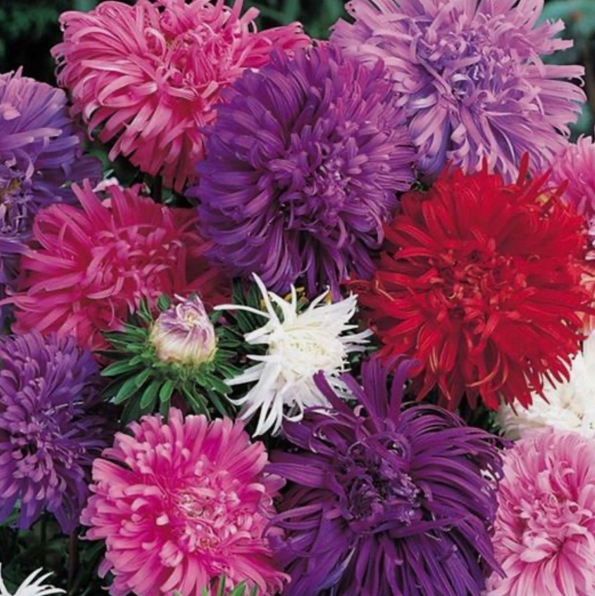 Aster Crego Giant Mix – Fresh Flower Seeds – Large Feathery Colorful Blooms