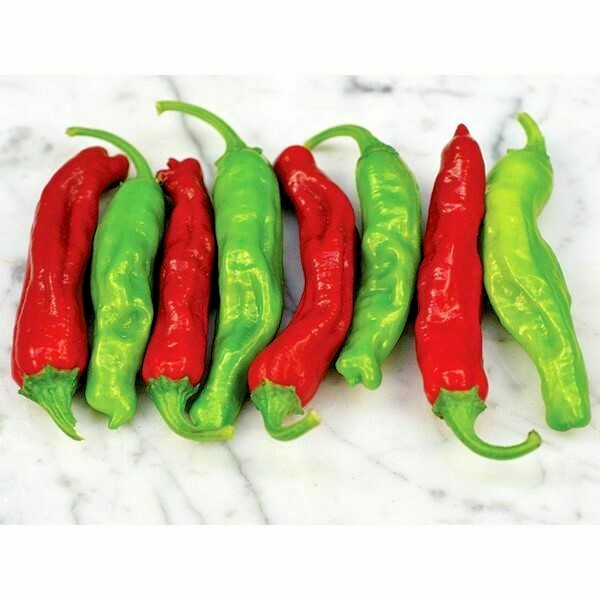 SHISHITO sweet and spicy pepper seeds NON-GMO RARE JAPANESE HEIRLOOM delicious!