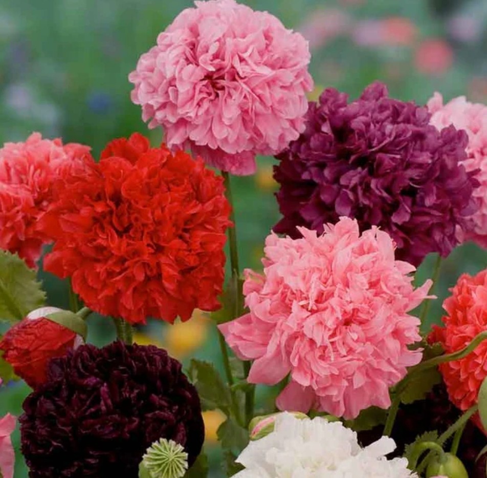 400+ Poppy Double Mix Seeds **Fresh Seeds** ~~Free Shipping~~