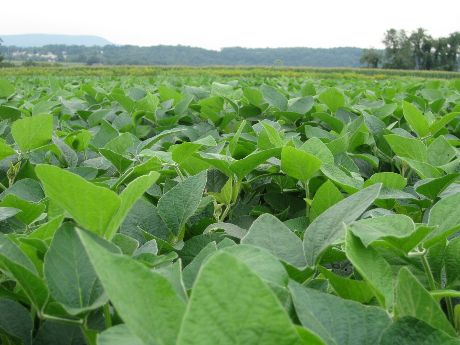 5lb Bag Forage Soybean Seeds Deer Turkey Duck Pheasant Rabbits NON GMO Seed NEW