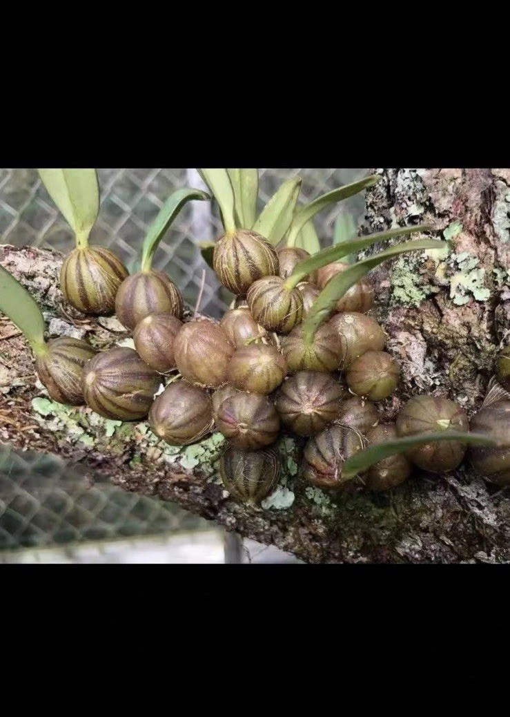 Bulbophyllum refractum Rare Miniature Species Orchid Established Plant