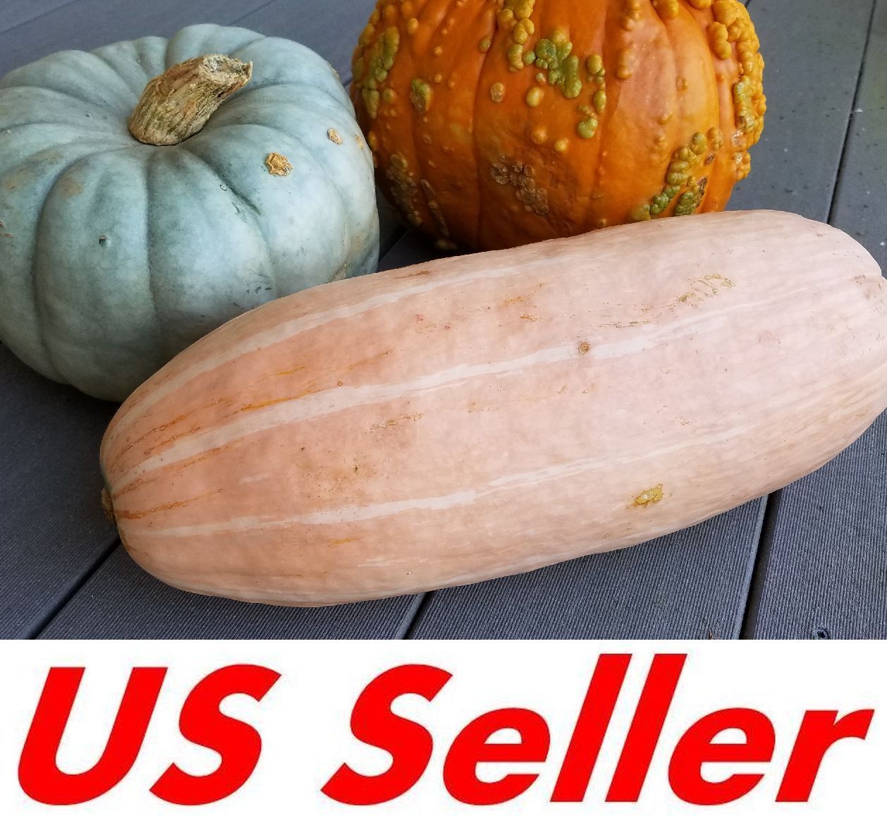 20 Seeds, Pink Banana Squash Seeds E168, Giant Fall & Winter Vegetable