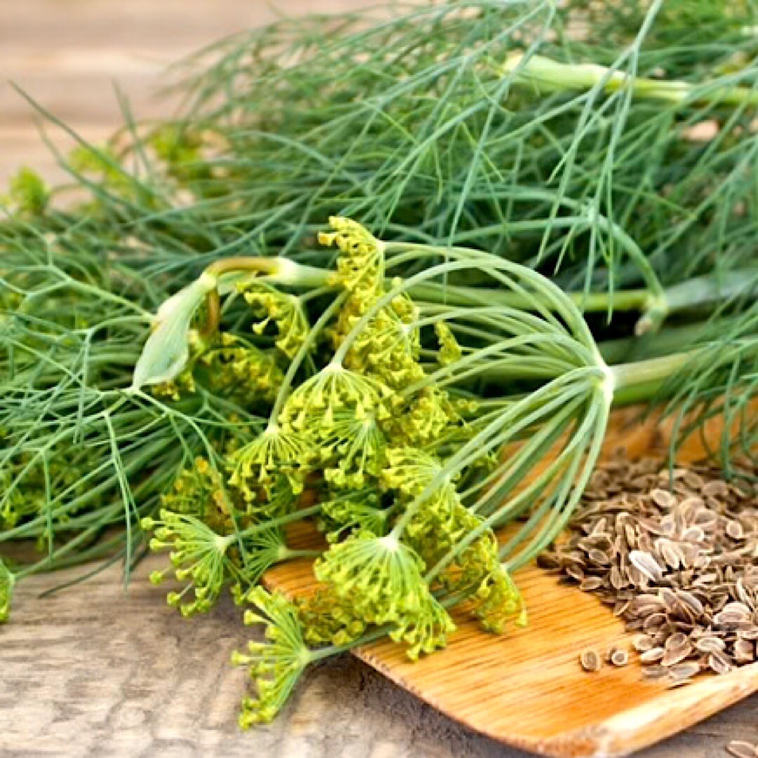 500+ Dukat Dill Seeds | Heirloom – Non-GMO | Free Shipping – USA