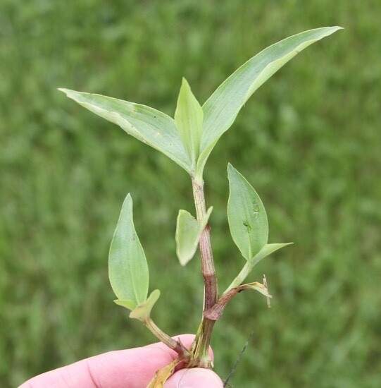 Dayflower Spiderwort cuttings to root (10) (orchid-like blooms)