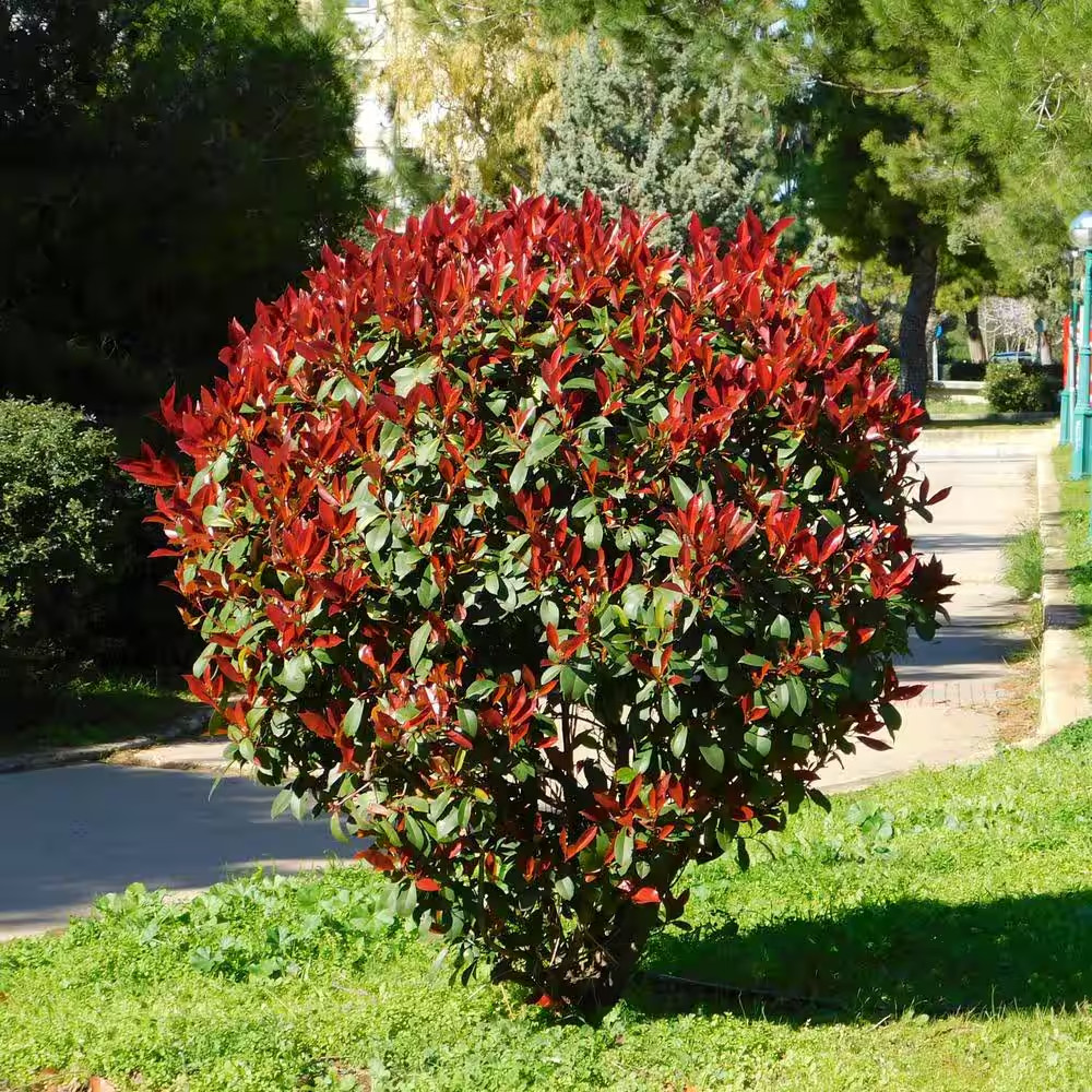 5-Container Red Tip Photinia Evergreen Privacy Shrub (2-Pack)