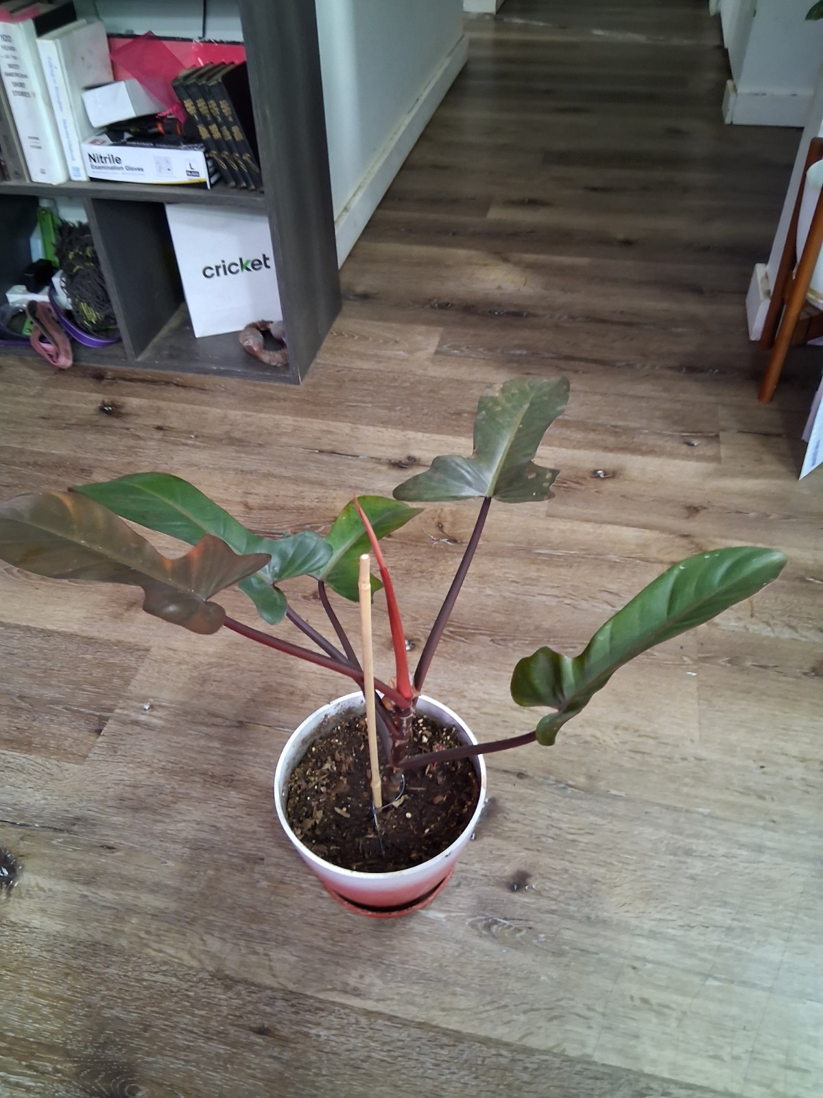 Philodendron Potted Indoor Houseplant Green Leaves Red Stems Evergreen 12in