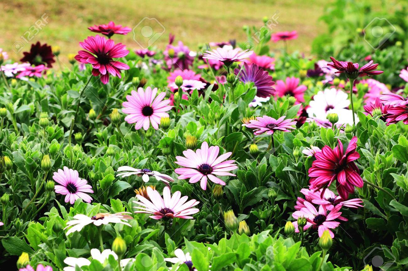 201+AFRICAN DAISY Cineraria Mix Flower Seeds Cape Marigold Drought Tolerant Easy