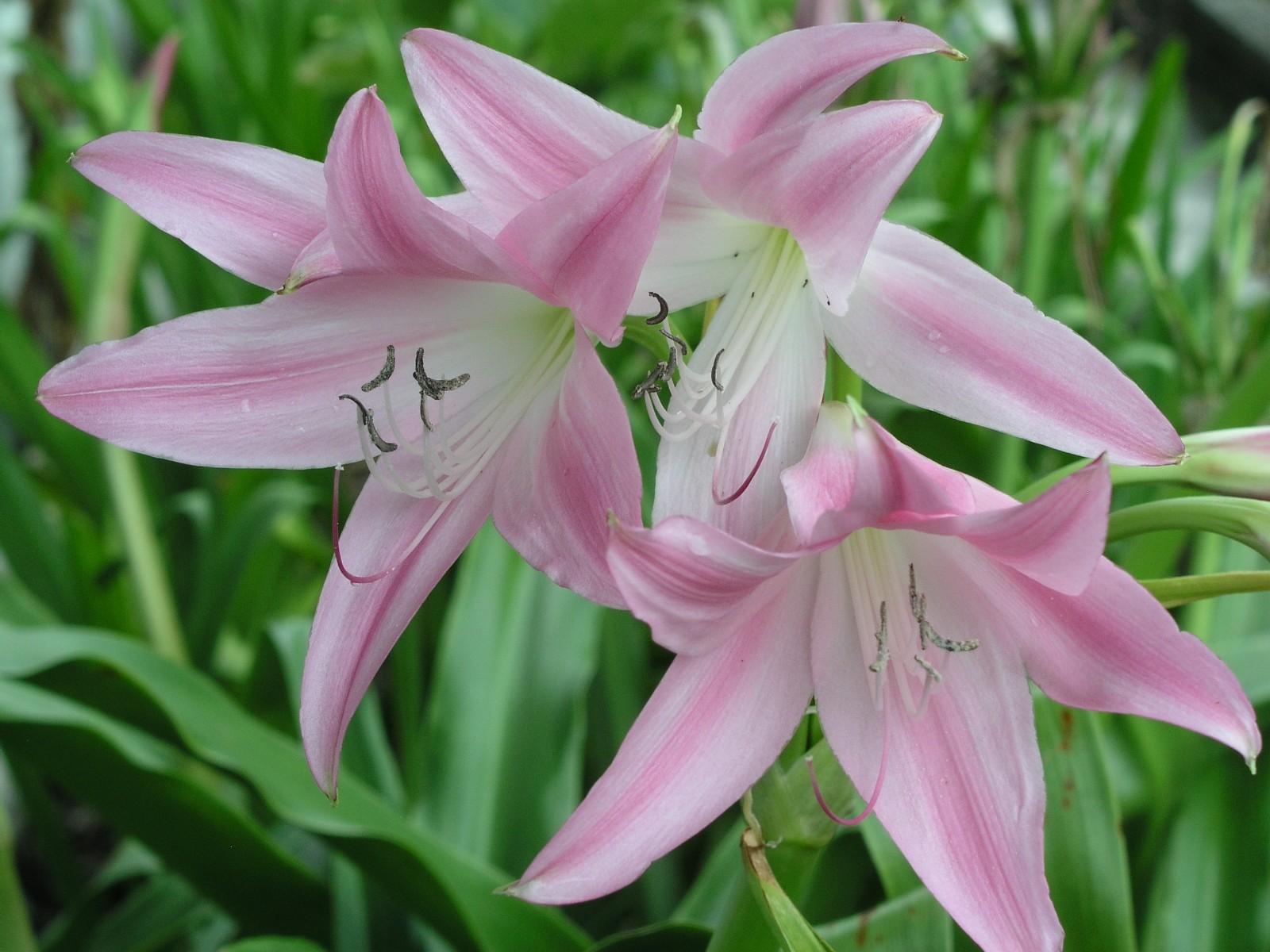 Crinum Lily, Walter Flory, Jumbo, blooming-size bulb, NEW