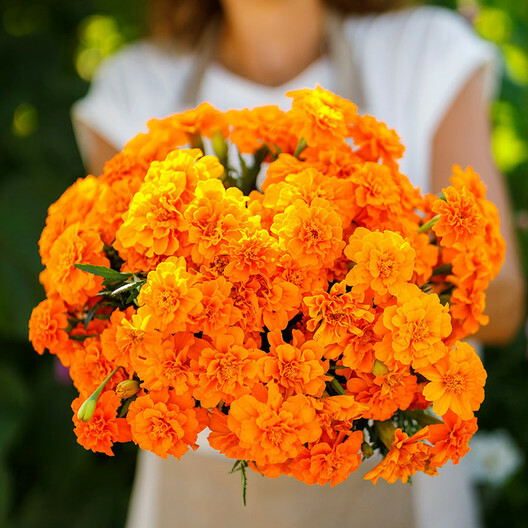 French Marigold TANGERINE DOUBLE DWARF Beneficial Plant Non-GMO 100 Seeds!