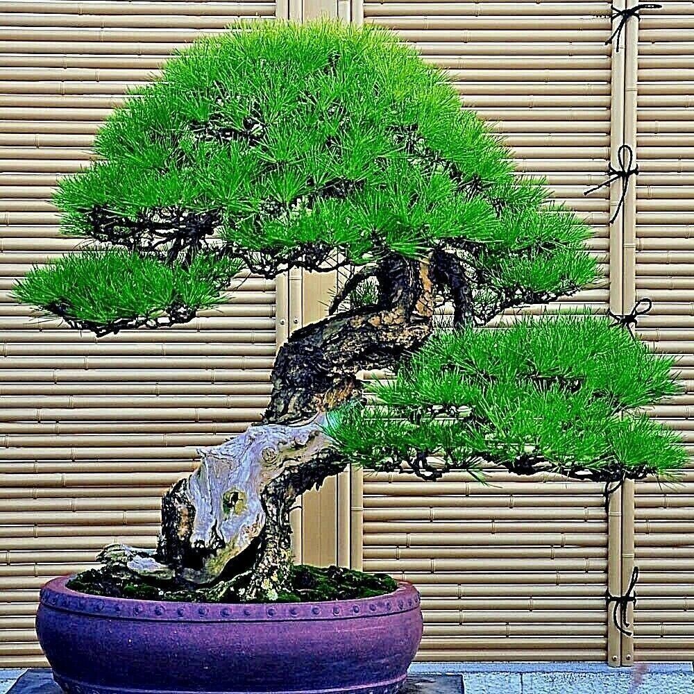 30 Dwarf Bonsai Japanese Pine Seeds Mini Planter Tree
